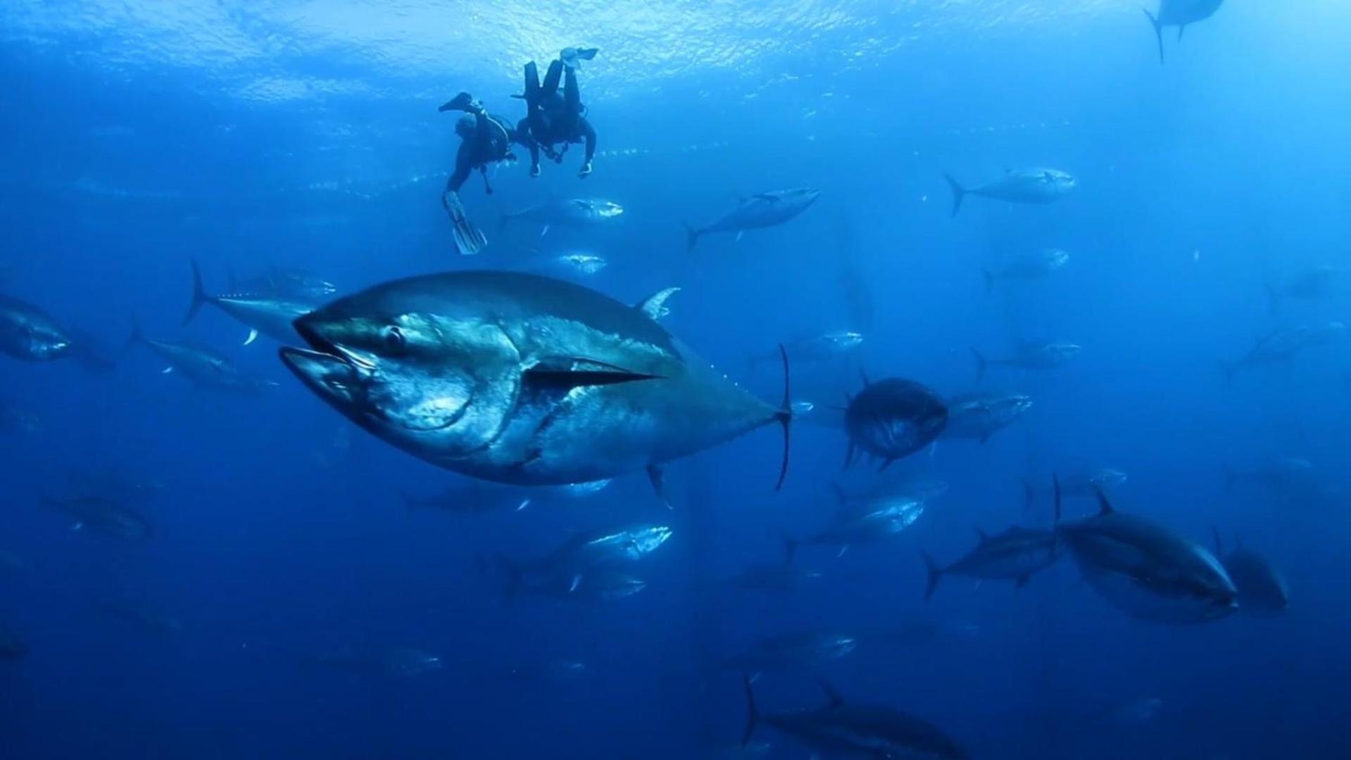 Nautic Lägenhet L'Ametlla de Mar Exteriör bild